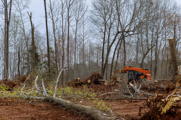 How Our Tree Care Process Works  in  Gretna, VA